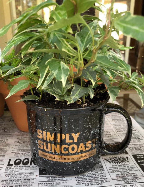 El personal de Suncoast Credit Union regaló plantas a los residentes del hogar de ancianos Royal Palms durante el té en el marco de los trabajos voluntarios